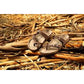 Birkenstock Mayari Bf MOCCA Toe Post sandal Regular Fitting